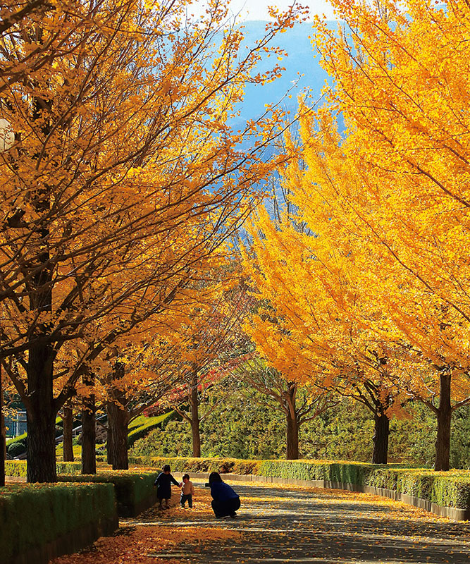 韮崎中央公園（にらさきちゅうおうこうえん）のイチョウ並木