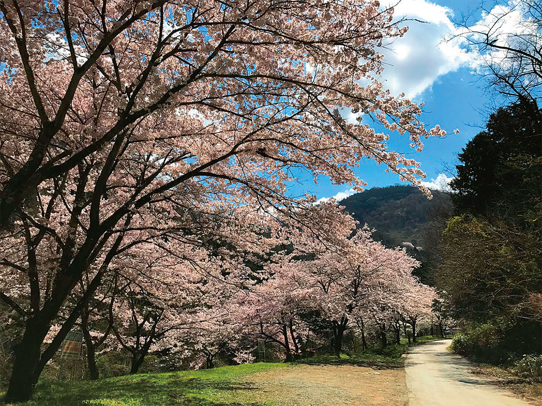 山の神 千本桜